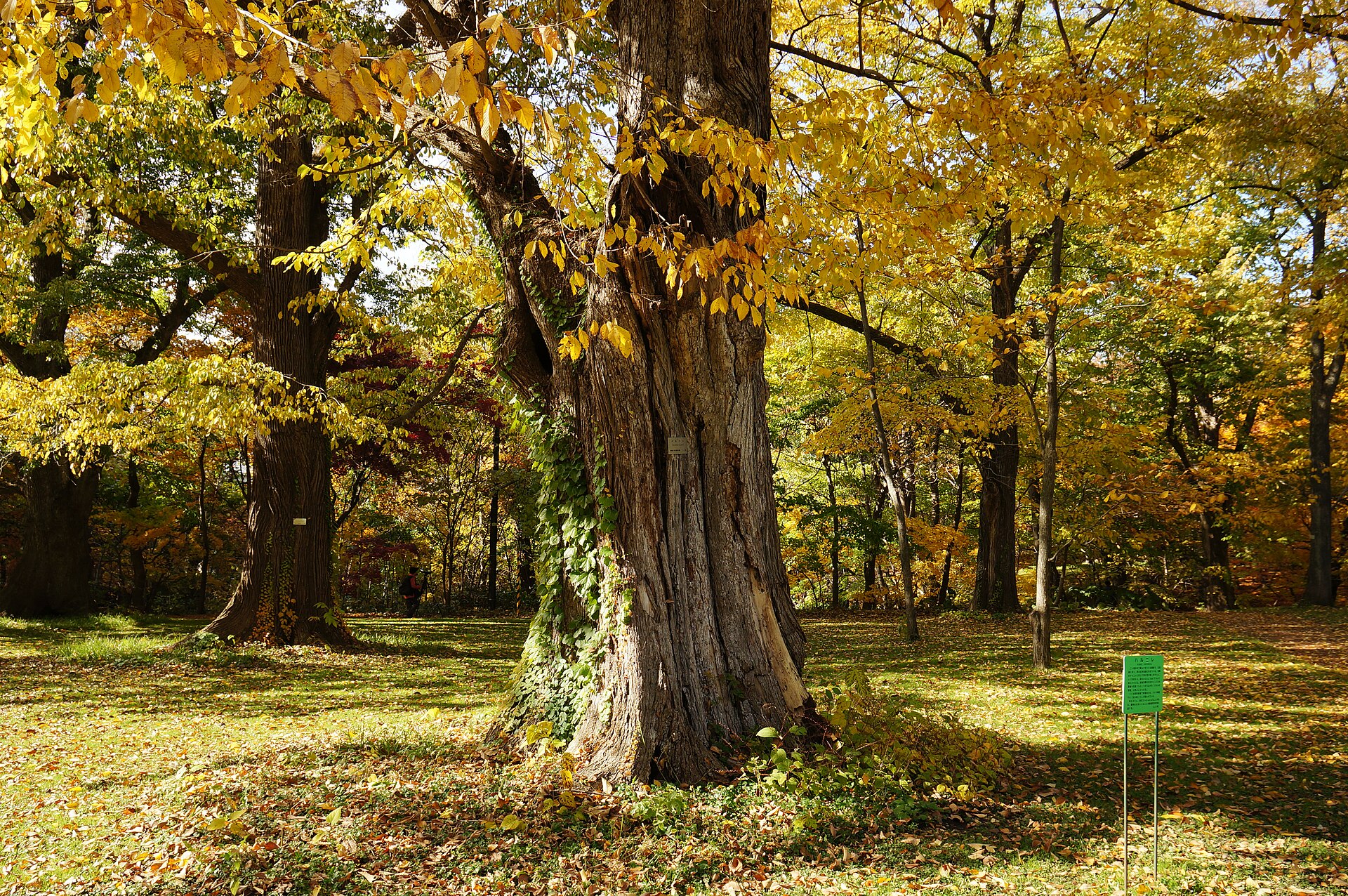 北海道大学植物園の黄葉した大木と林