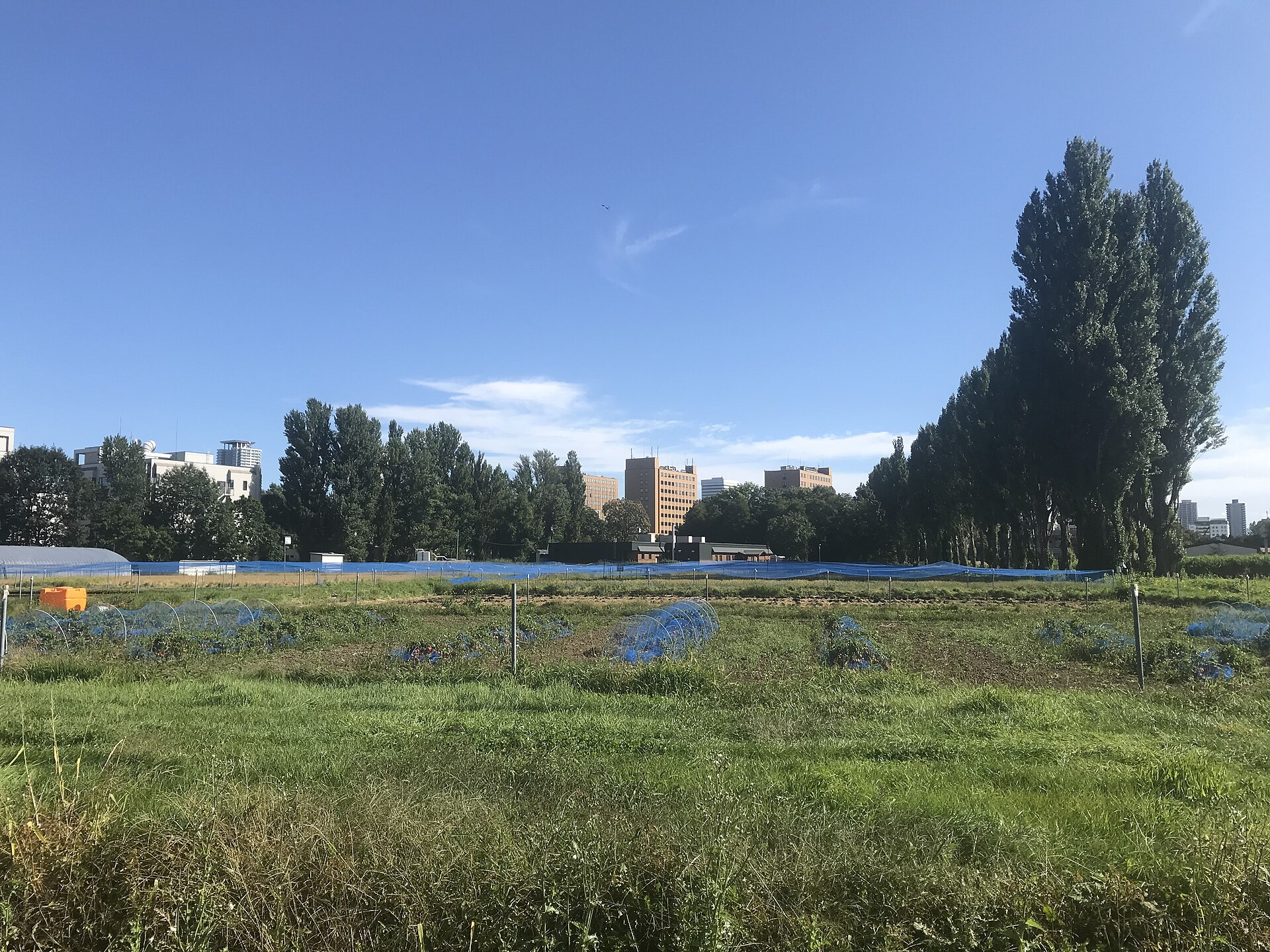 北海道大学の農場とポプラ並木