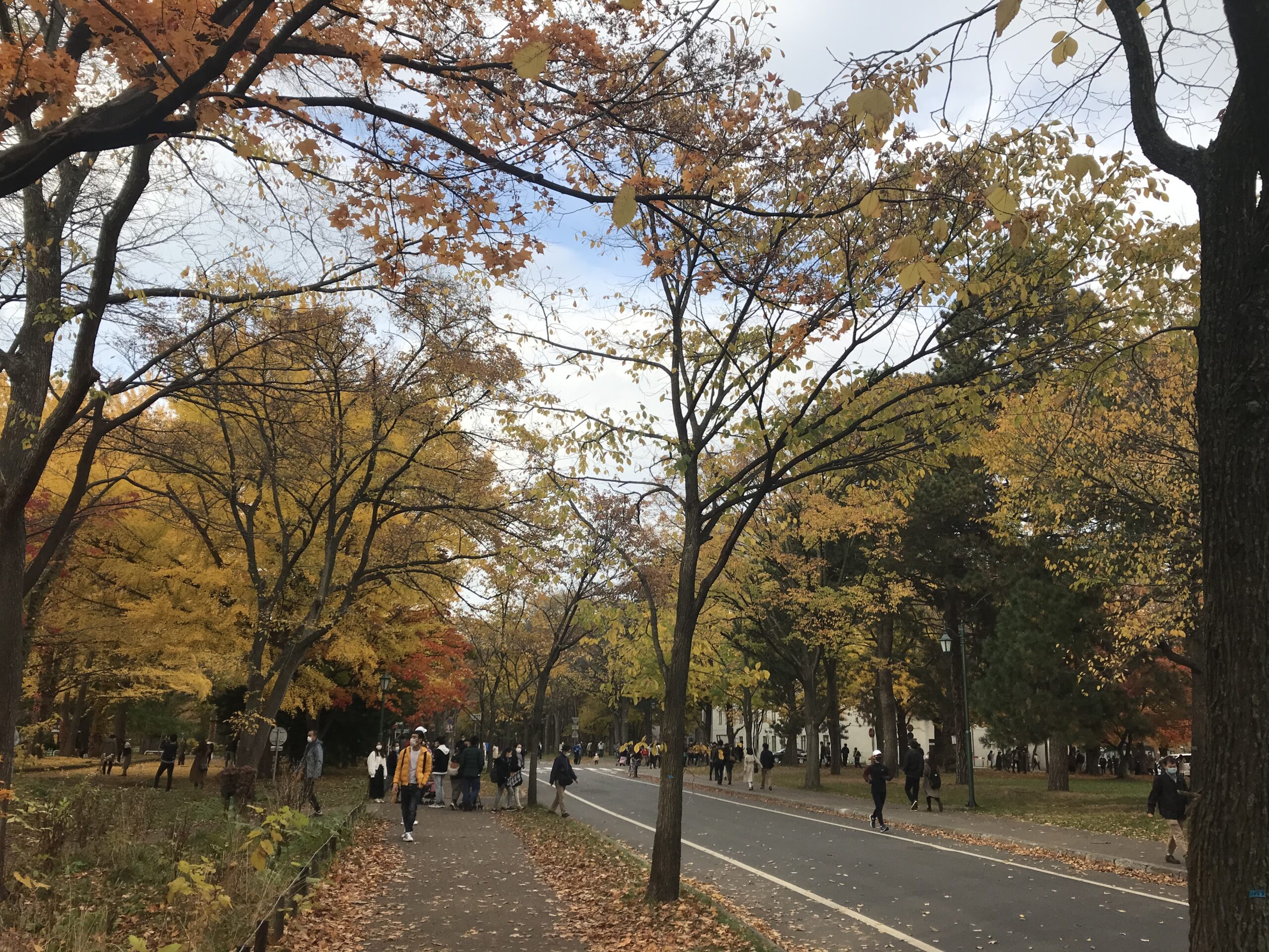 秋の北海道大学メインストリート