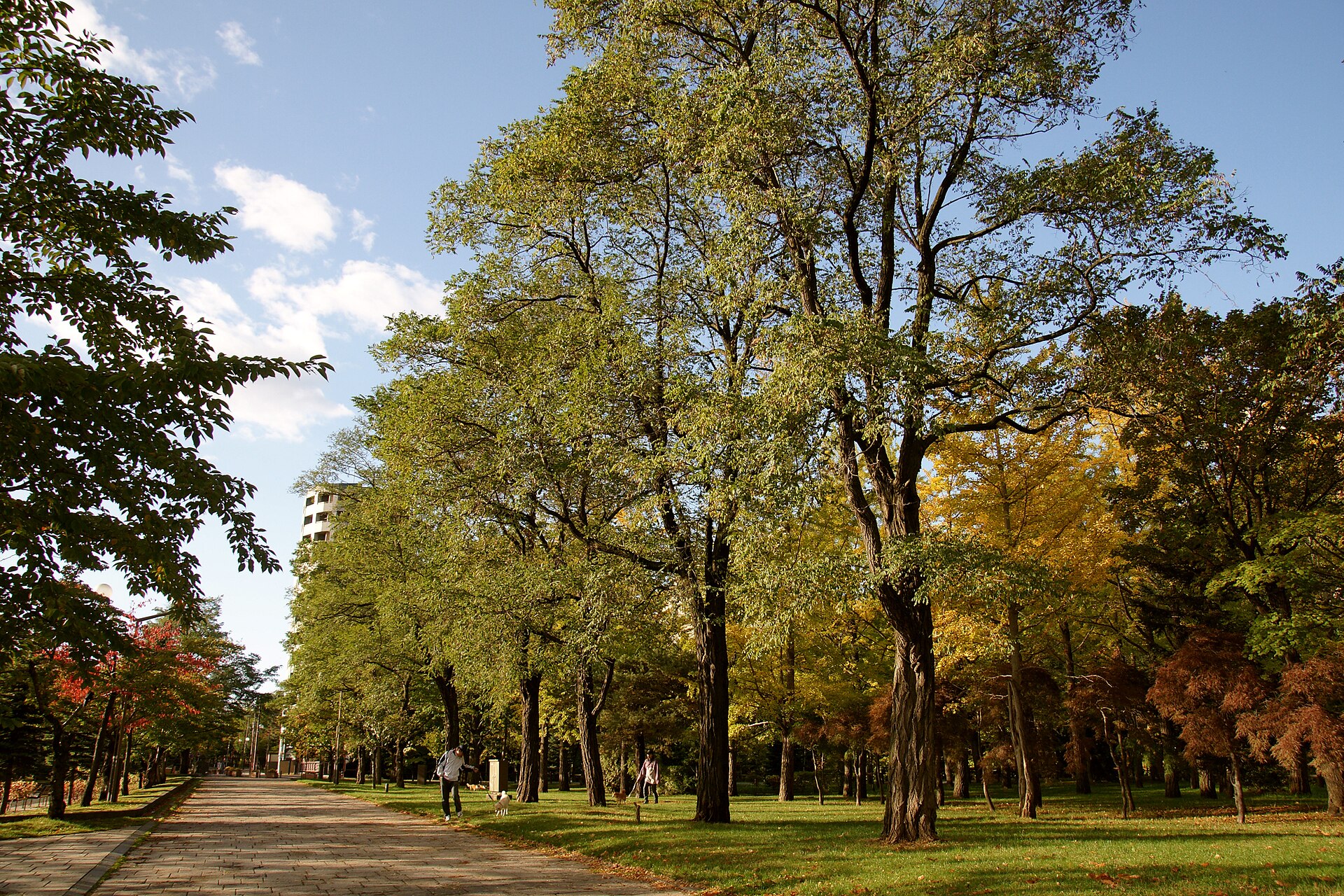 中島公園の並木道の紅葉