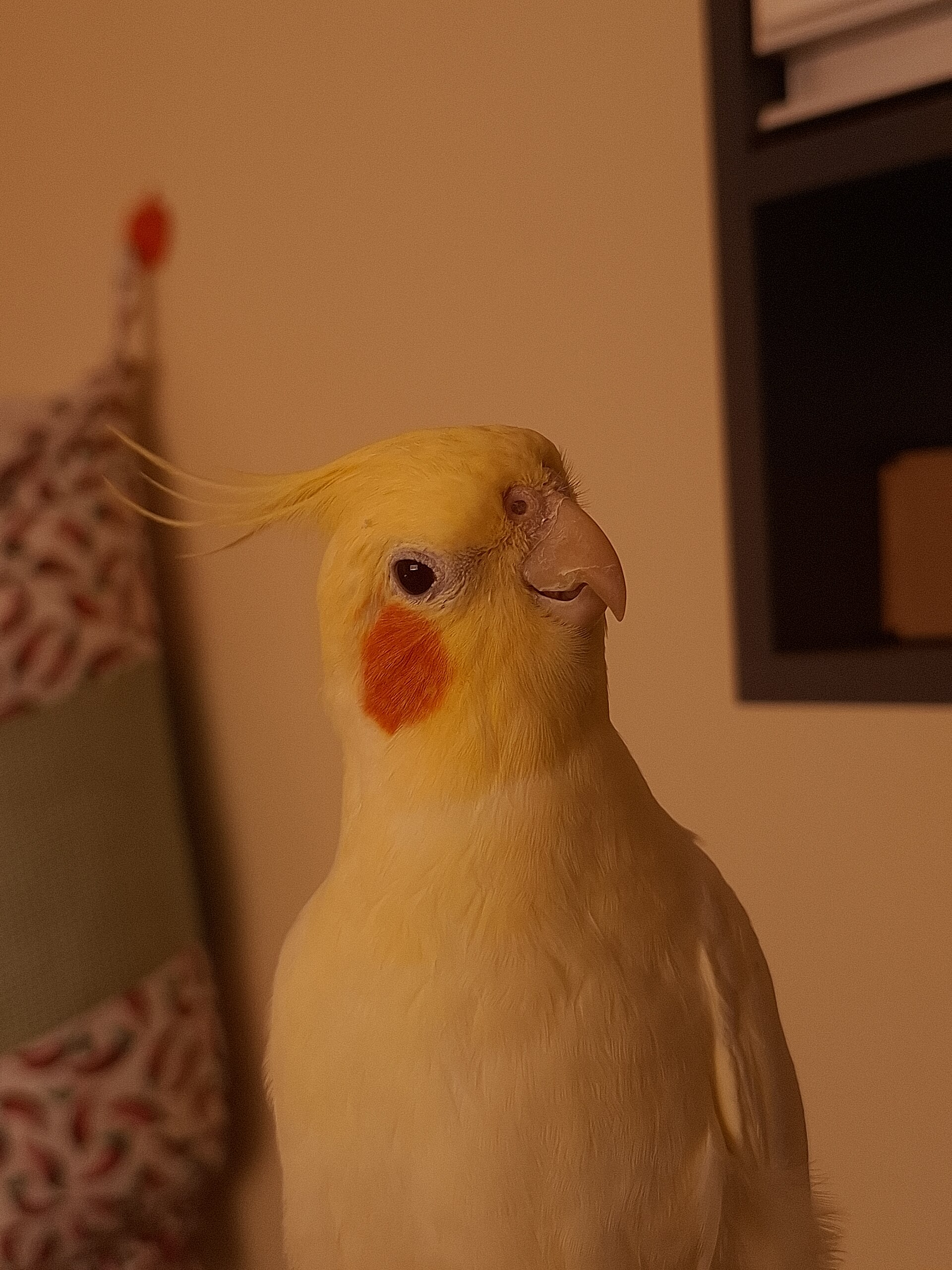 オカメインコ