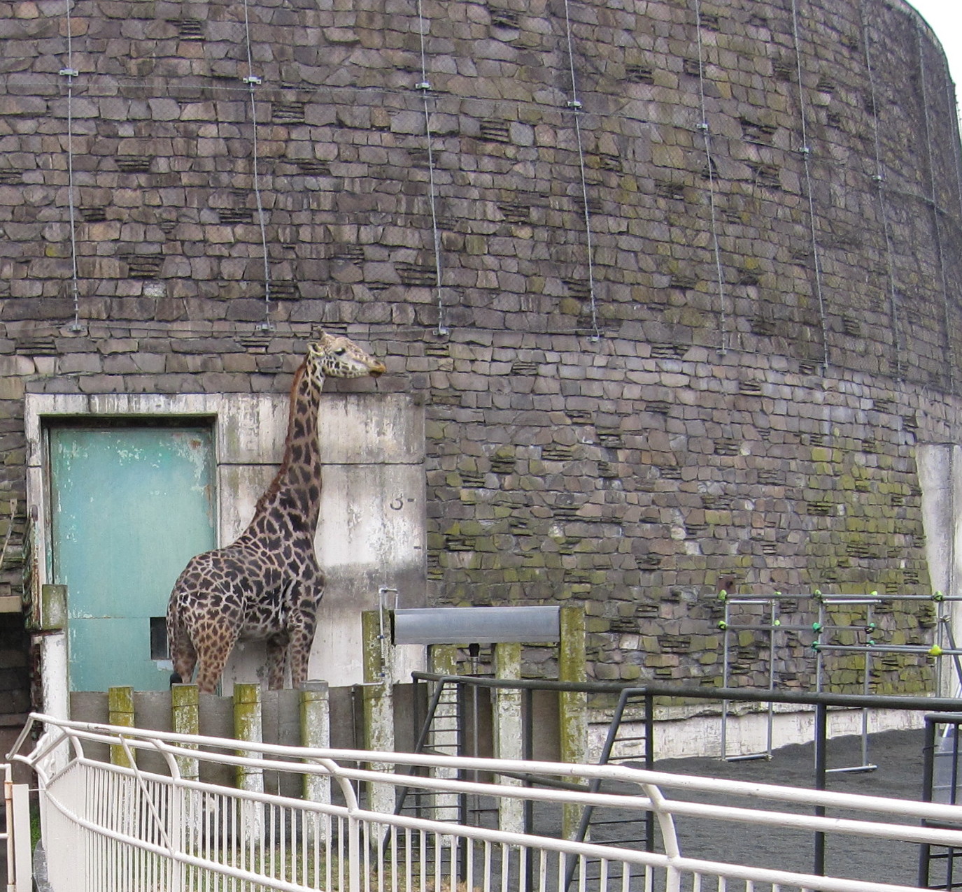 円山動物園のマサイキリン